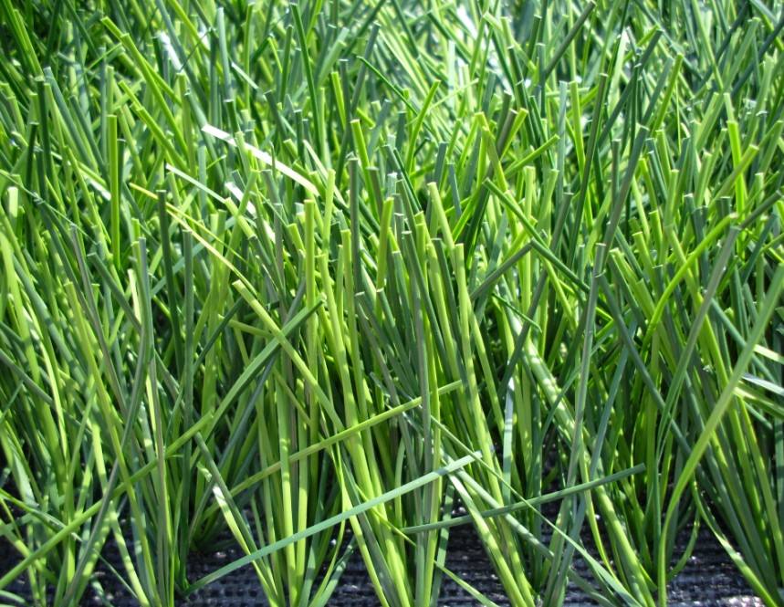 單絲足球人造草